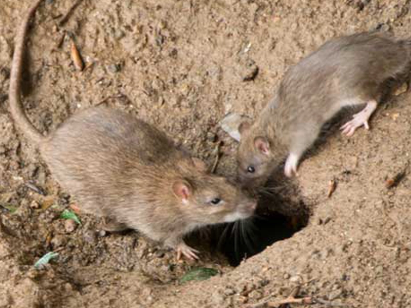 dératisation La Roche-sur-Yon intervention