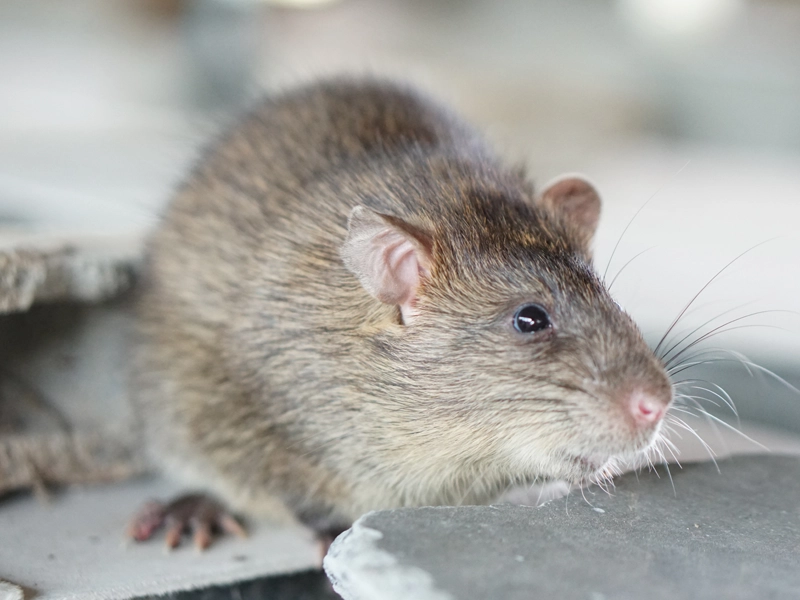 entreprise dératisation local professionnel HACCP