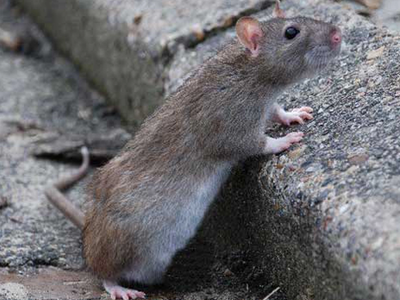 extermination souris maison efficace