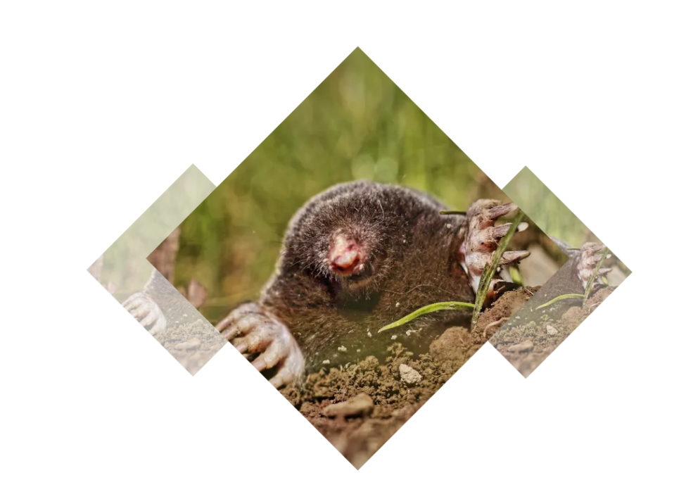 Taupier