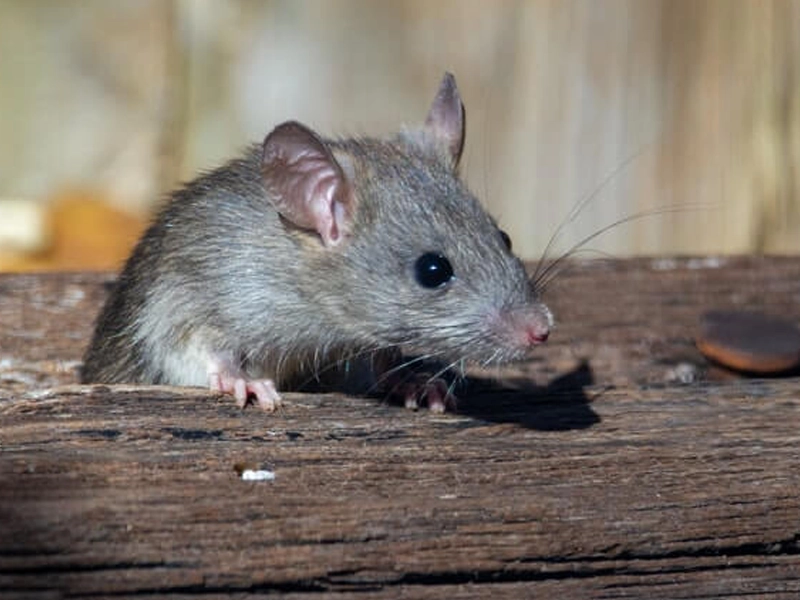 traitement rats Vendée professionnel